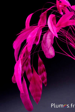Coquetips chinchilla blanchis  - 13-18 cm - fuchsia